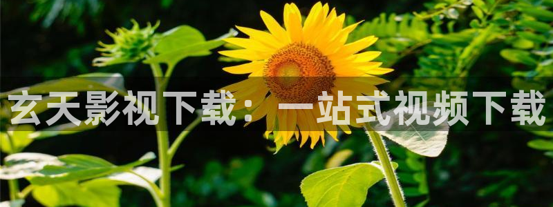 麻豆在线观看电影：玄天影视下载：一站式视频下载